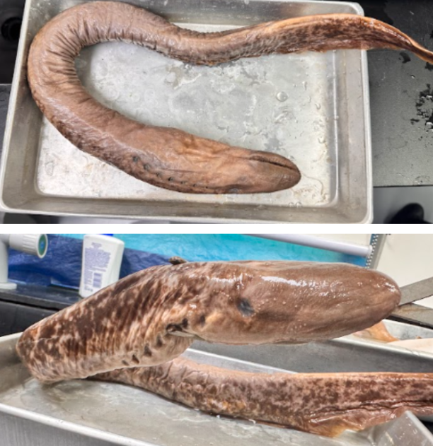 <p>What is the common name of this specimen?</p>