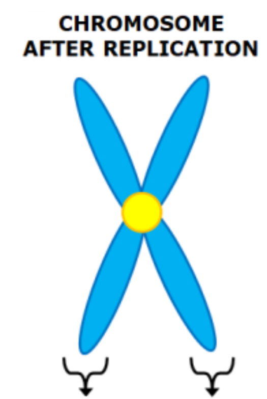 <p>Two genetically identical copies formed after a chromosome replicates</p>