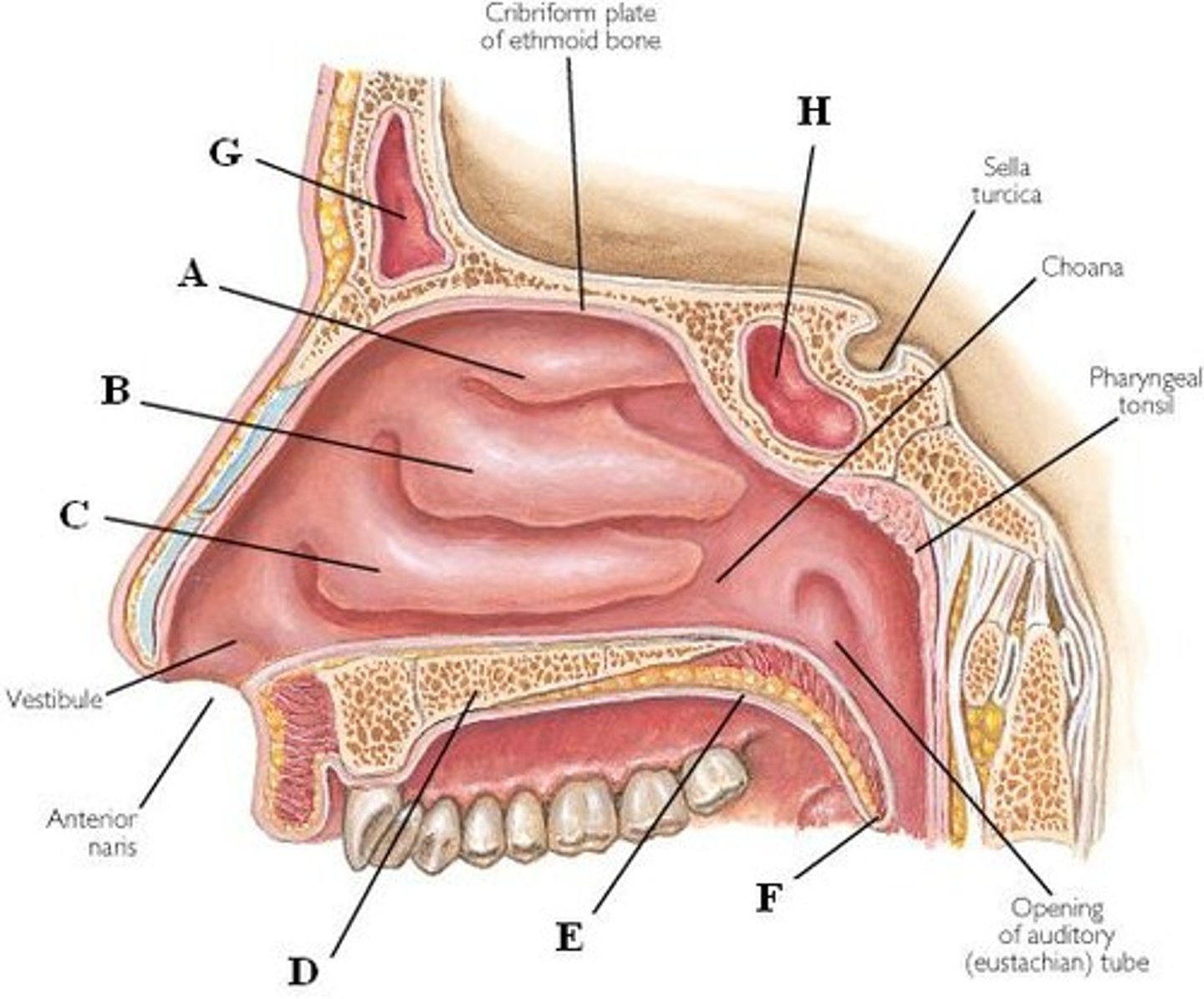 <p><strong>bony projections</strong> into the nasal cavity that are <strong>covered with mucus membrane</strong></p><p>- <strong>cause the air to “swirl”</strong> and force it against the mucus membrane so that the air is <strong>moistened, filtered, and warmed</strong></p><p></p><p></p><p>underneath nasal conchae there are openings</p><p>- opening to the <strong>nasolacrimal duct</strong></p><p>- opening to the <strong>paranasal sinuses</strong></p><p></p><p>there is a anatomical connection between nasal cavity and eye as well as the nasal cavity and the paranasal sinuses</p>