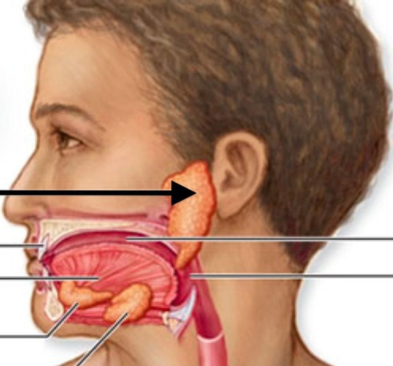 <p>largest salivary gland lies under the skin covering the lateral and posterior surface of the mandible; RICH IN AMYLASE</p>