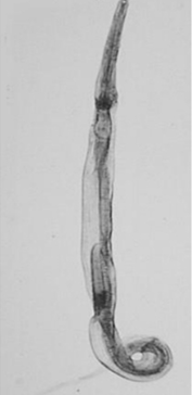 <ol><li><p>SN</p></li><li><p>PS</p></li><li><p>DH</p></li><li><p>CN</p></li><li><p>M/F</p></li></ol><p></p>