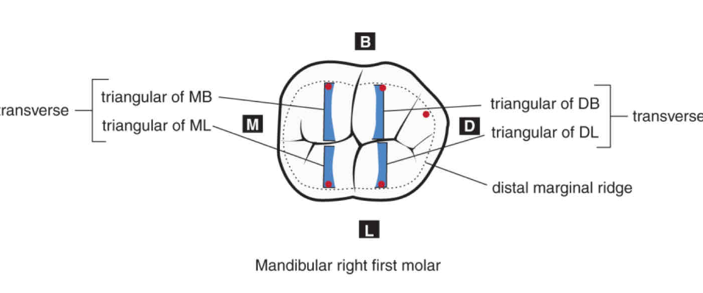 <p>where are the transverse ridges located on the occlusal table of mandibular 1st molar?</p><ol><li><p>MB and ML triangular ridges = 1 TR</p></li><li><p>DB and DL triangular ridges = 1 TR</p></li></ol>