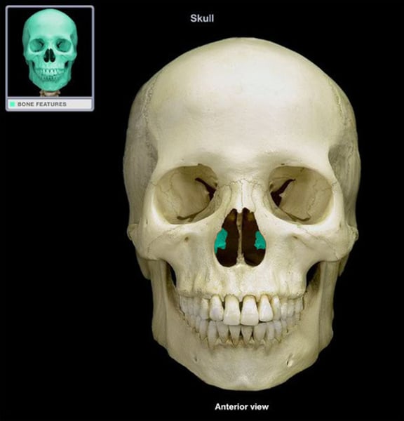 <p>inner sides of nose</p>