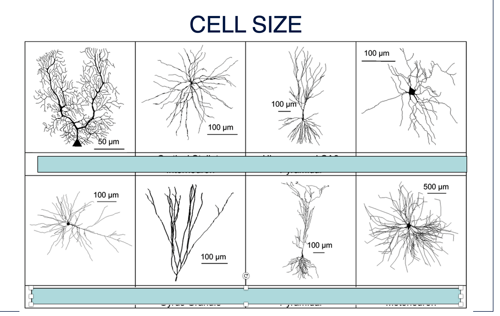 <p>Examples of cells, varying in size, include <strong><em><em></em></strong></em>__.</p>
