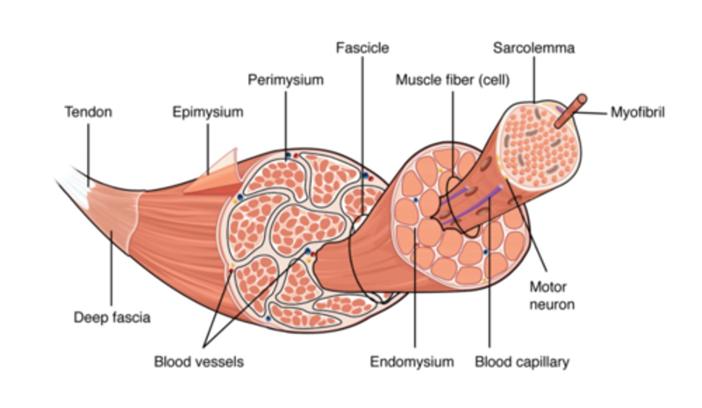 <p>- muscle</p><p>- fascicle (portion of muscle)</p><p>- muscle fibre (cell)</p><p>- myofibril (bundles)</p><p>- sarcomere (short units of myofibril)</p>