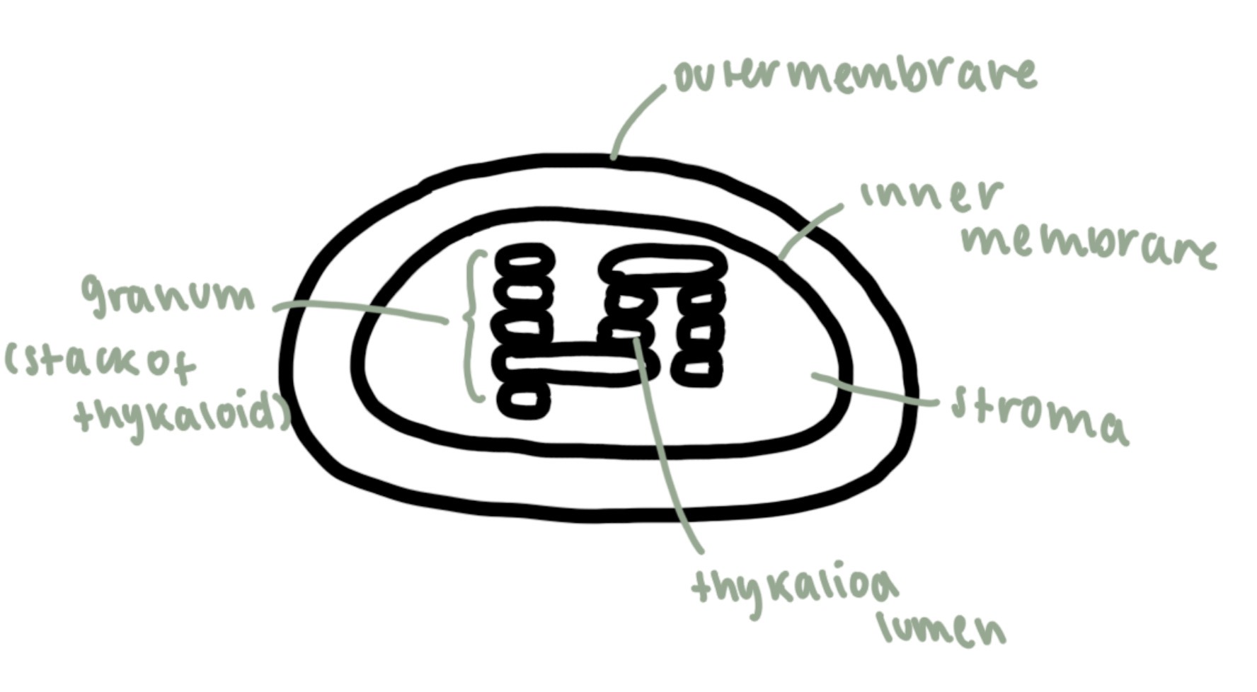 <p>double membrane organelle with stacks of thylakoids containing chlorophyll and a fluid filled stomata </p><p>site of photosynthesis, converting light energy into chemical energy (glucose)</p>