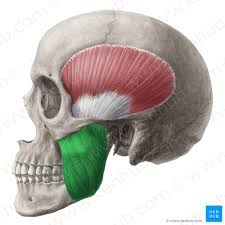 <p>large rectangular muscle of mastication [clsoing mandible] <em>Origin: zygomatic zrch, Insertion: mandible</em></p>