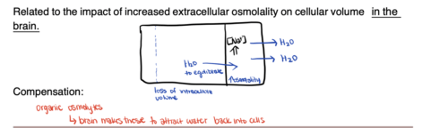 <p>Water shifts from ICF → ECF to balance increased osmolality</p>