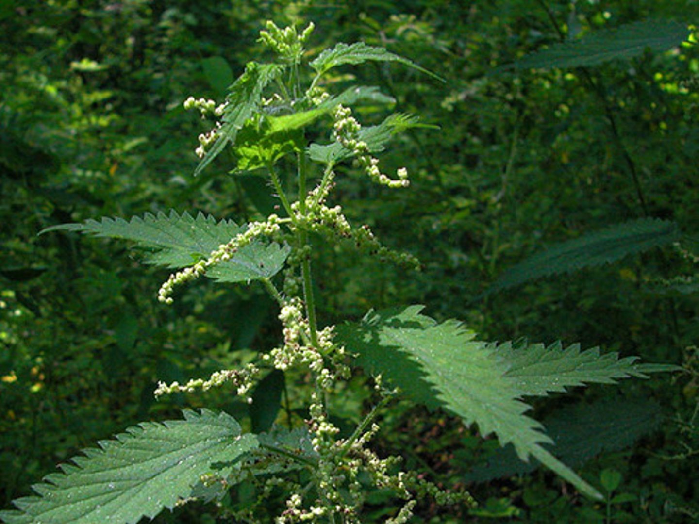 <p>welke plant</p>