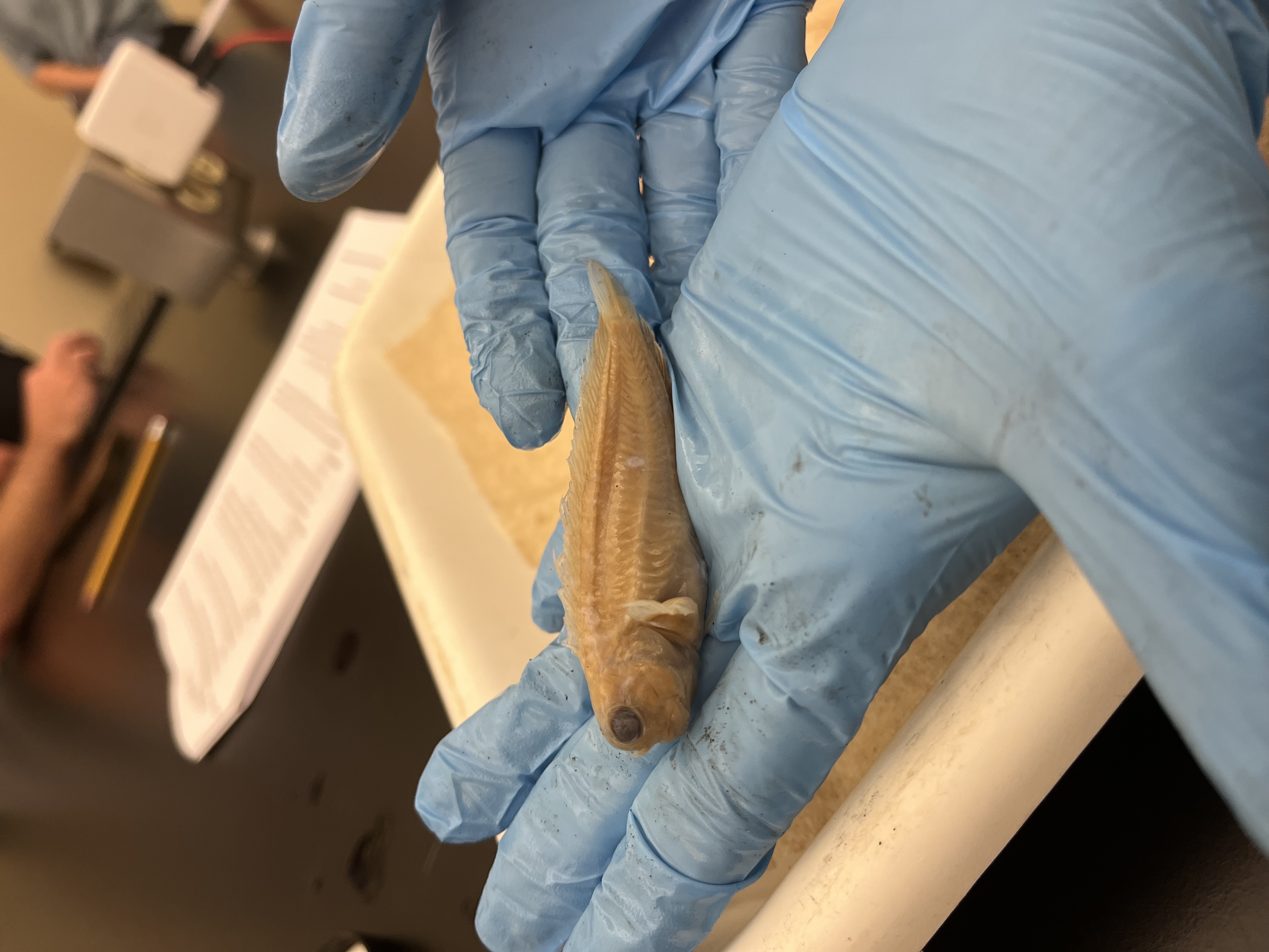 <p>Combtooth Blennies</p>