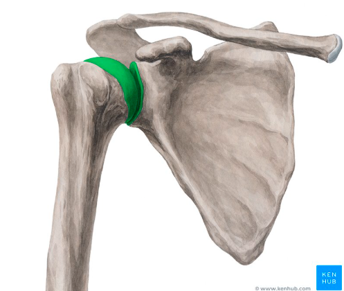 <p>What bone is this?</p>