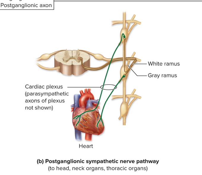 <ul><li><p>For effectors that are<strong> internal organs of thorax and neck </strong>(for example, heart and esophagus); skin effectors of head and neck; eyelid and dilator pupillae muscles</p></li><li><p><strong>Pre neuron enters and synapses in sympathetic trunk ganglion</strong></p></li><li><p><strong>Postganglionic </strong>axon goes <strong>directly from trunk ganglion to effector </strong></p></li><li><p><strong>Does not leave trunk via grey ramus</strong></p></li></ul><p></p>