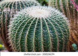 <p>Why do cactuses have spikes?</p>