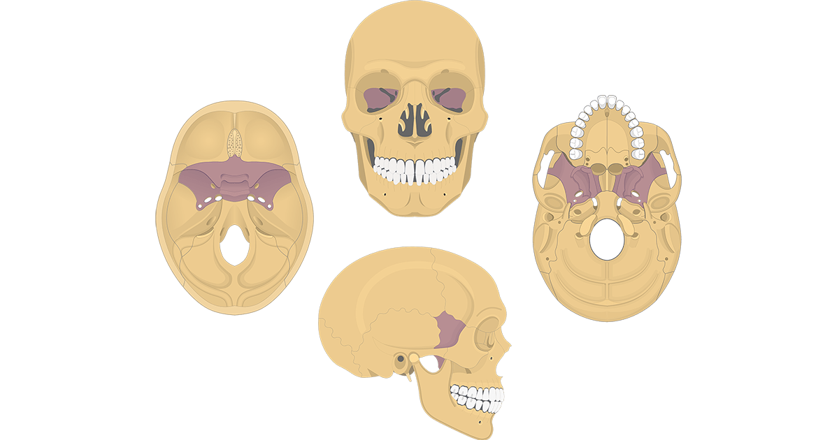 <p>keystone bone of the skull </p>