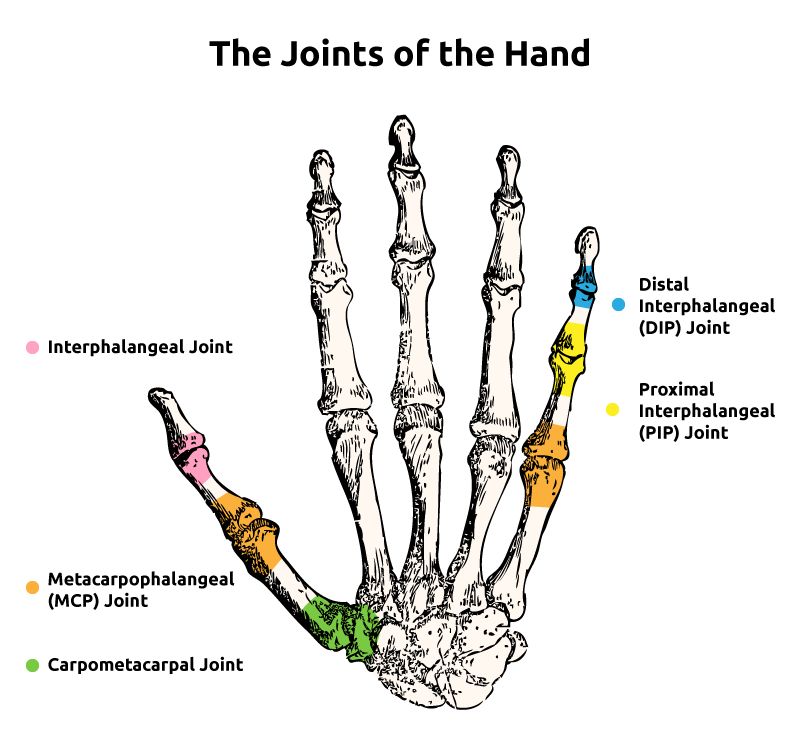* fetlock joint
* between the metacarpal bone and the first phalange

*orange*