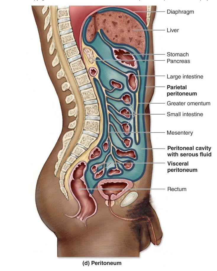 <p>Parietal peritoneum</p>