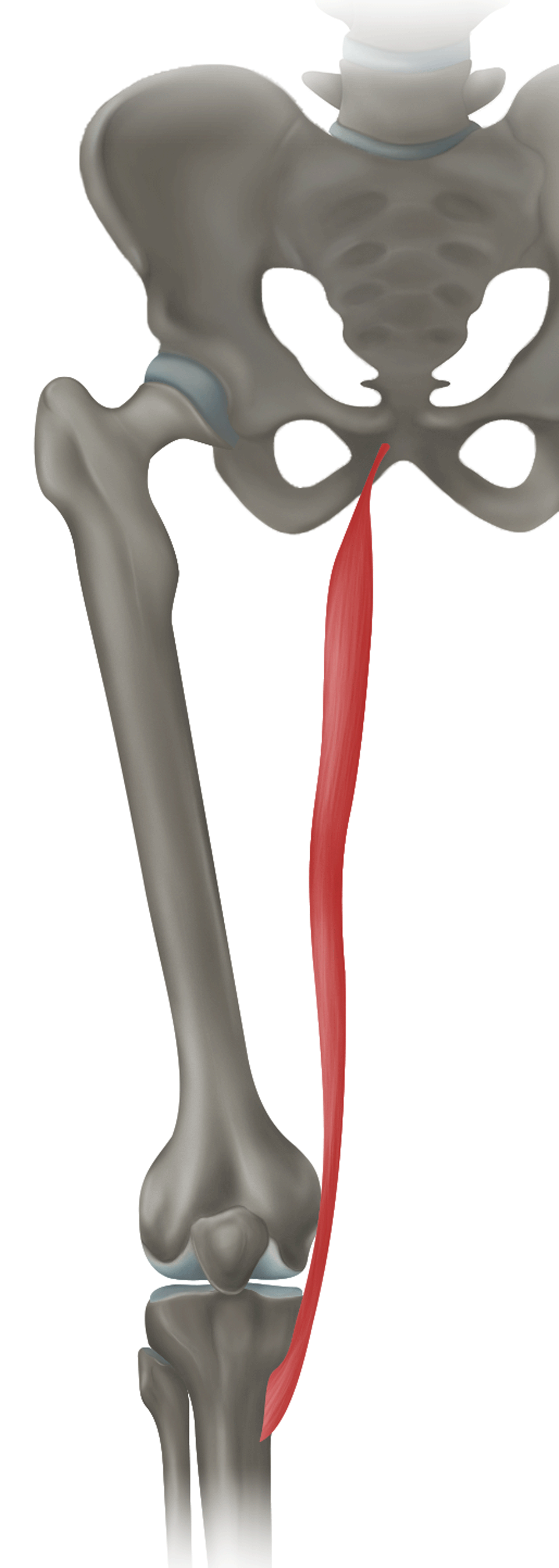 <p>m. gracilis - FUNKCE</p>