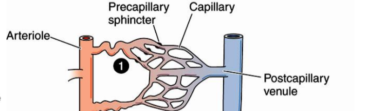 <p>Arteriole - kapiliarai - venule</p>