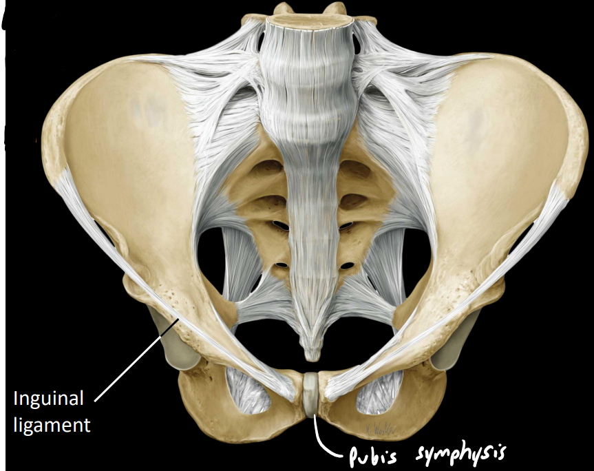 <p>pubic symphysis </p><ul><li><p>fibrocartilage joint (medial caudal part of pelvis)</p></li></ul><p>inguinal ligament</p><ul><li><p>connective tissue band from ileum to pubis</p></li><li><p>attachment of abdominal wall muscles</p></li></ul><p></p>