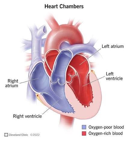 <p>Atria and ventricles</p>