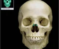 <p>the middle thin, spongy, bony plate with curved margins, part of the ethmoidal labyrinth, projecting from the lateral wall of the nasal cavity and separating the superior meatus from the middle meatus;</p>