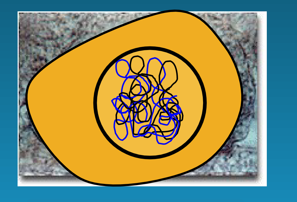 <p>interphase</p>