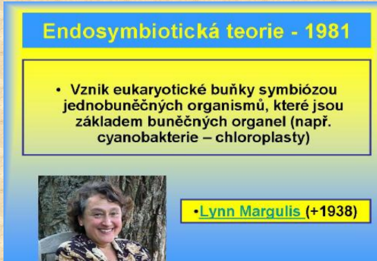<ul><li><p><strong>Eukaryota </strong>(endosymbióza – 2 mld.let, 1,2 mld)</p><ul><li><p>• → vznik eukaryotické buňky ( 2 mld. let)</p></li><li><p>→ teorie endosymbiózy =</p></li><li><p>- pohlcení menší aerobní prokaryotické buňky</p></li><li><p>větší buňkou → vznik mitochondrií</p></li><li><p>- pohlcení fotoautotrofní buňky</p></li><li><p>→ vznik plastidů (chloroplastů) (1,2 mld.let)</p></li><li><p>(vlastní genetic.informace a vlastní ribozomy)</p></li><li><p>• → vznik mnohobuněčných organismů</p></li><li><p>(0,7 mld. let)</p></li></ul></li><li><p></p></li></ul><p></p>