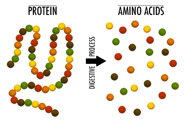 <p>Proteins </p>