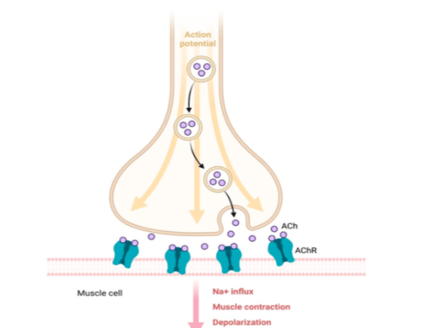 <p>- An action potential reaches the neuromuscular junction and ACh is released and binds to receptors in sarcolemma, triggering the opening of ligand-gated Na⁺ channels</p><p>- Na⁺ depolarise the the membrane and trigger a wave of action potentials along the sarcolemma</p>