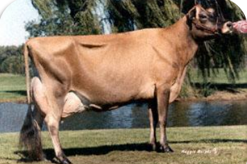 <p>Origin: Island of Jersey <br>Smallest of all the dairy breeds<br>Second most common breed in the U.S.<br>Known for their feed efficiency and high components of fat and protein </p>