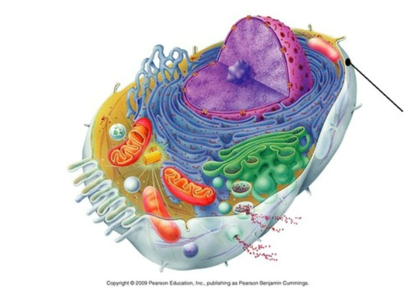 <p>separates cell contents from the surrounding environment, providing a protective barrier</p>