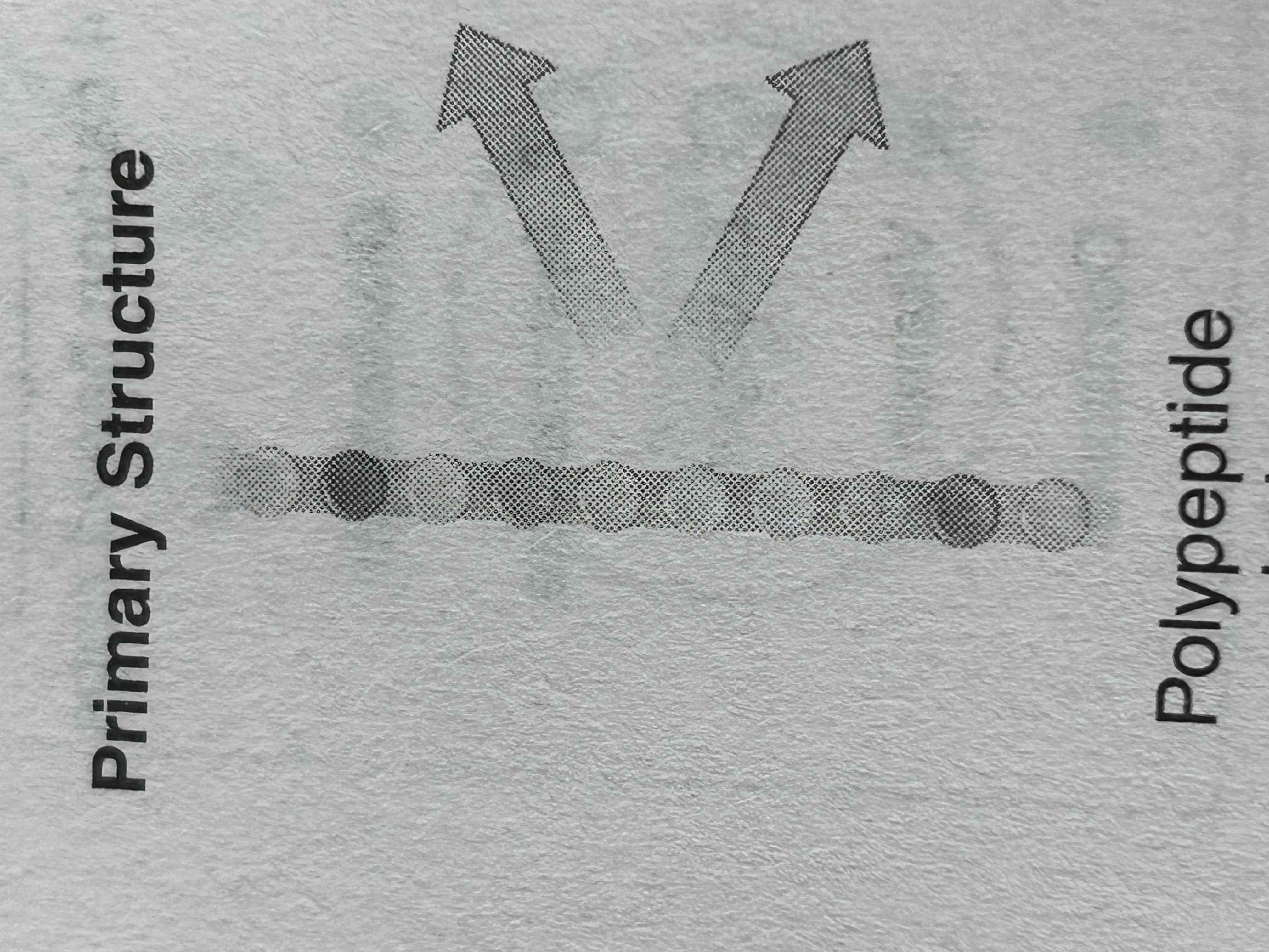 <p>sequence of a chain of amino acids joined by peptide bonds</p><ul><li><p>resulting polypeptide has directionality, with amino (NH2) terminus and a carboxyl (COOH terminus)</p></li><li><p>order of amino acids in chain determines primary structure of protein </p></li></ul>