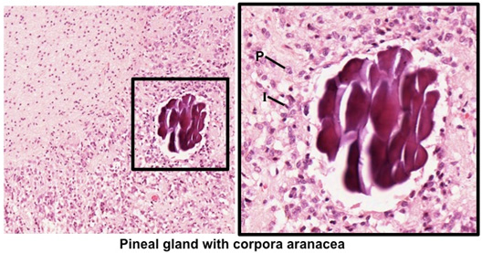 <p>Pineal Gland</p>