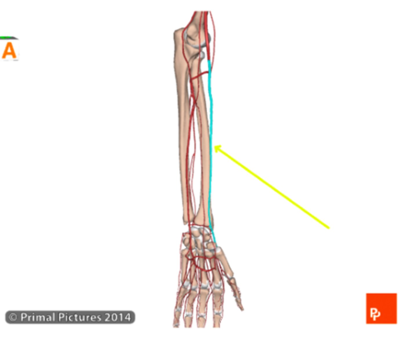 <p>Radial artery</p>