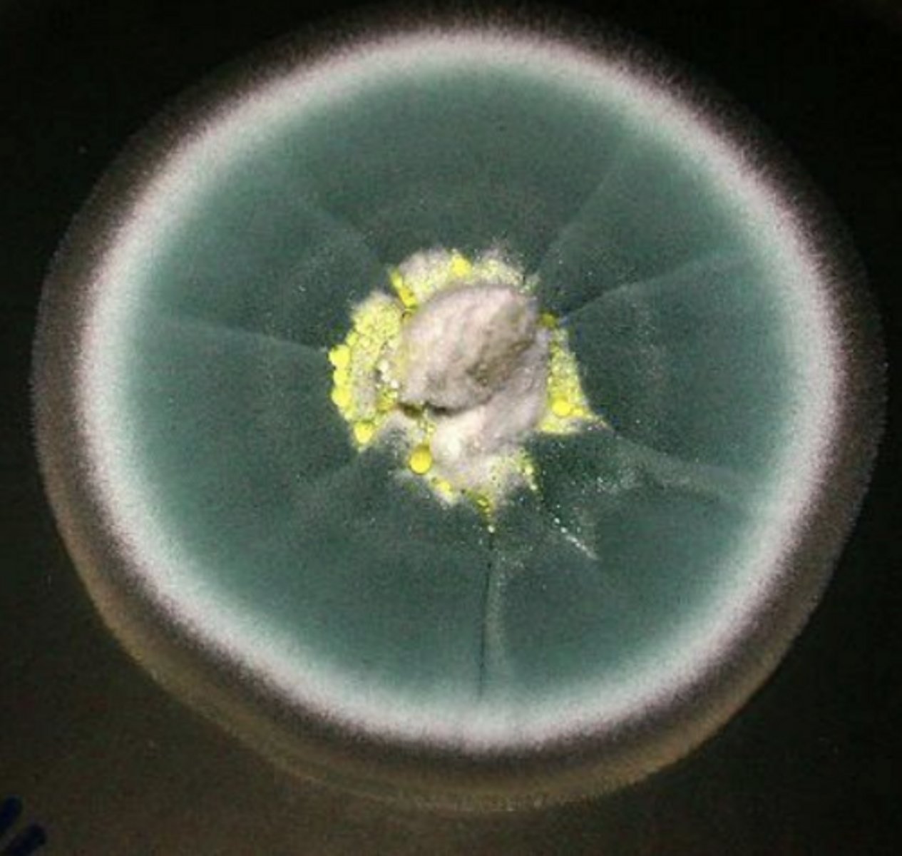 <p>penicillium mycelium</p>