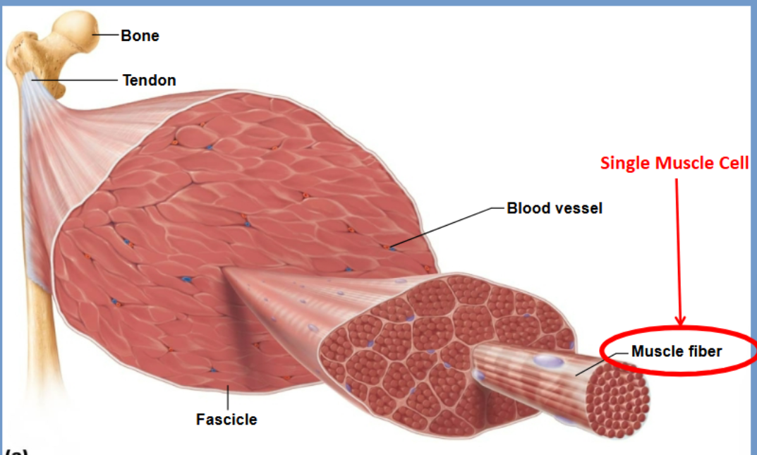 <p>A muscle fiber </p>