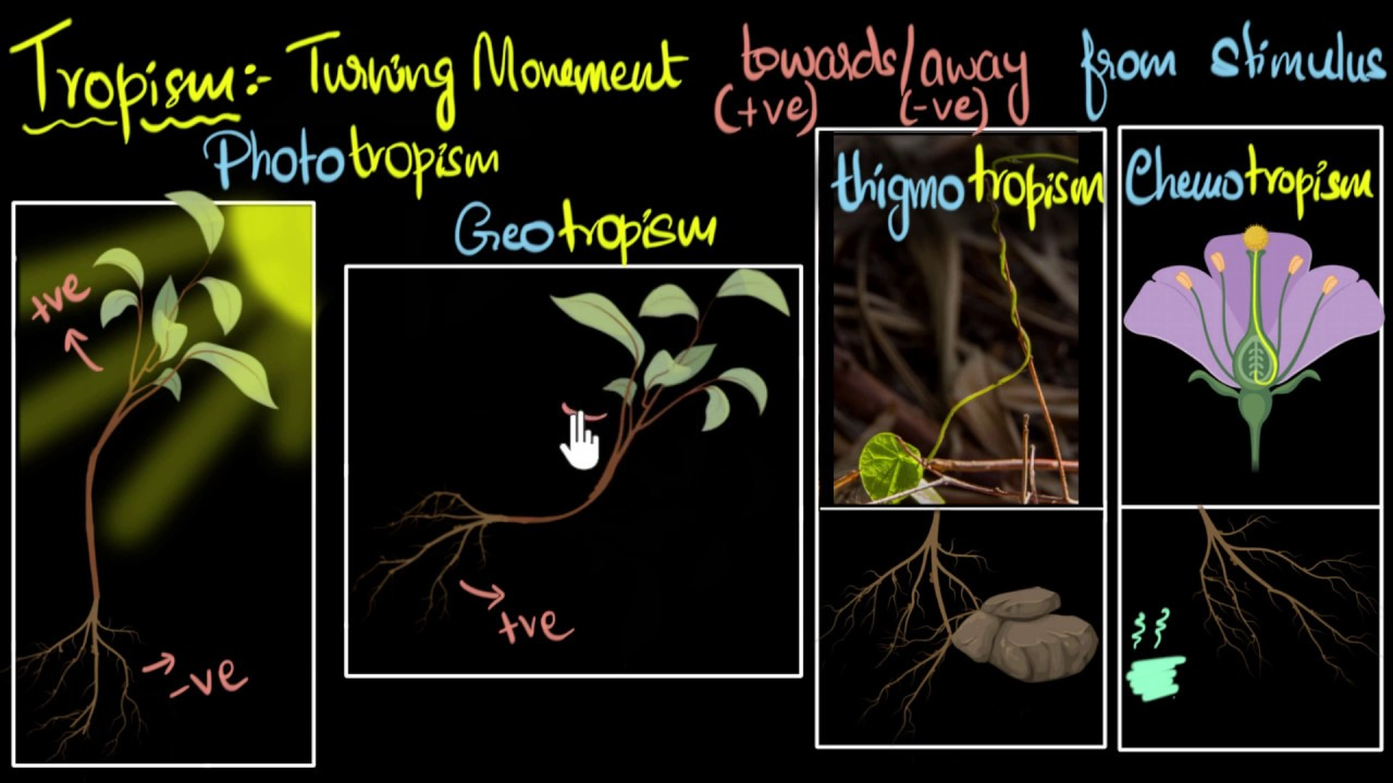 <p>Tropisms is the directional growth of a plant in response to external stimuli like light, gravity, or touch. Tropisms can either be positive, growing towards the source of the external stimuli, or negative, growing away from a stimulus.</p>