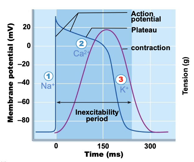 <p>calcium channels close and potassium channels open. as potassium leaves the cell, the membrane charge recovers back to -90 mV.</p>