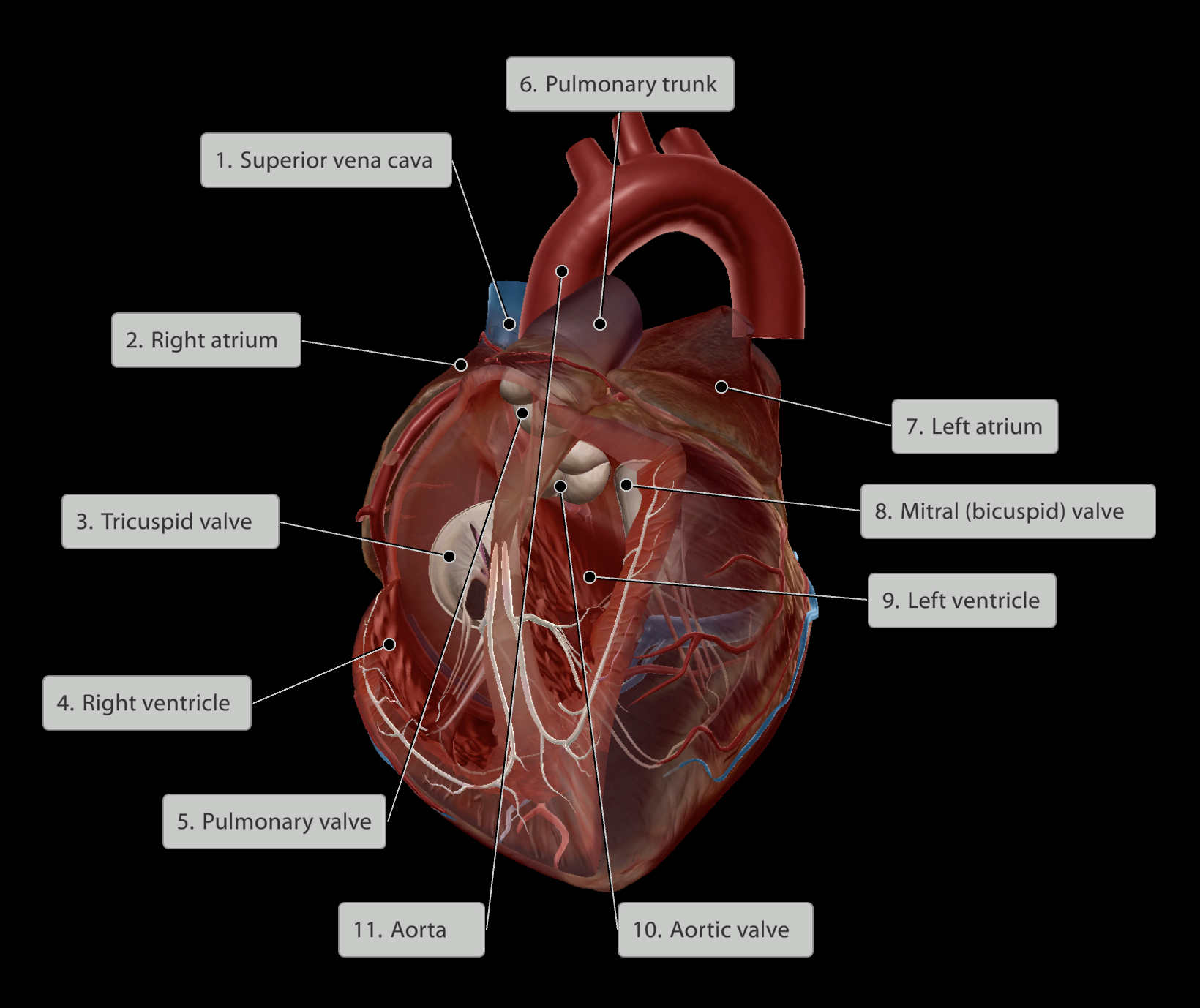 <p>Upper chambers: Atria</p><p>Lower chambers: Ventricles</p><p>Valves present between chambers/exit and entry points to ensure one-way flow</p><p>Blood travels:</p><ol><li><p><mark data-color="blue" style="background-color: blue; color: inherit;">Right atrium</mark></p></li><li><p><mark data-color="blue" style="background-color: blue; color: inherit;">Past tricuspid valve</mark></p></li><li><p><mark data-color="blue" style="background-color: blue; color: inherit;">Into right ventricle</mark></p></li><li><p><mark data-color="blue" style="background-color: blue; color: inherit;">Past the pulmonary valve</mark></p></li><li><p><mark data-color="blue" style="background-color: blue; color: inherit;">Out through the pulmonary trunk</mark></p></li><li><p><mark data-color="purple" style="background-color: purple; color: inherit;">Into the pulmonary arteries and oxygenated in lungs</mark></p></li><li><p><mark data-color="red" style="background-color: red; color: inherit;">Back to heart through pulmonary veins</mark></p></li><li><p><mark data-color="red" style="background-color: red; color: inherit;">Into the left atrium</mark></p></li><li><p><mark data-color="red" style="background-color: red; color: inherit;">Past the bicuspid/mitral valve</mark></p></li><li><p><mark data-color="red" style="background-color: red; color: inherit;">Into left ventricle</mark></p></li><li><p><mark data-color="red" style="background-color: red; color: inherit;">Pumped out past the aortic valve</mark></p></li><li><p><mark data-color="red" style="background-color: red; color: inherit;">Into aorta to be distributed around the body</mark></p></li></ol><p></p>