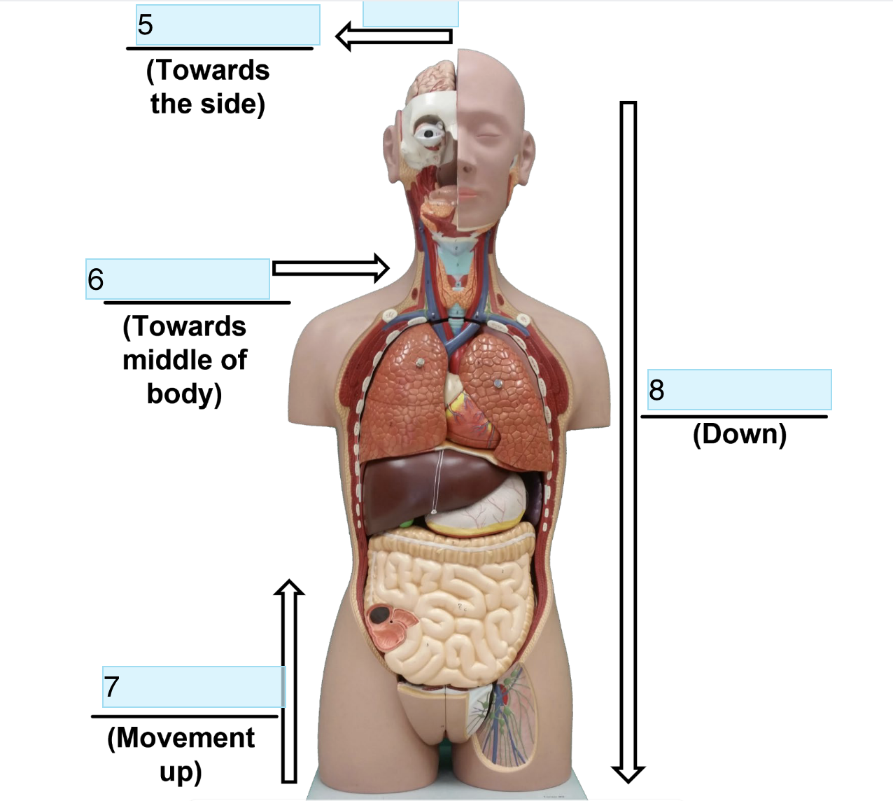 <p>Identify Directional term In 5</p>