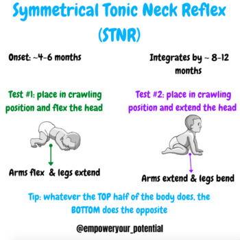 <ul><li><p><strong>stimulus: </strong>place infant in crawling position and extend the head</p></li><li><p><strong>response: </strong>flexion of hips and knees</p></li><li><p><strong>fxn sig: </strong></p><ul><li><p>facilitates quadruped position in preparation for crawling</p></li><li><p>breaks up total-body extension</p></li></ul></li><li><p><strong>onset age: </strong>4-6mos</p></li><li><p><strong>integration: </strong>8-12mos</p></li></ul><p></p>