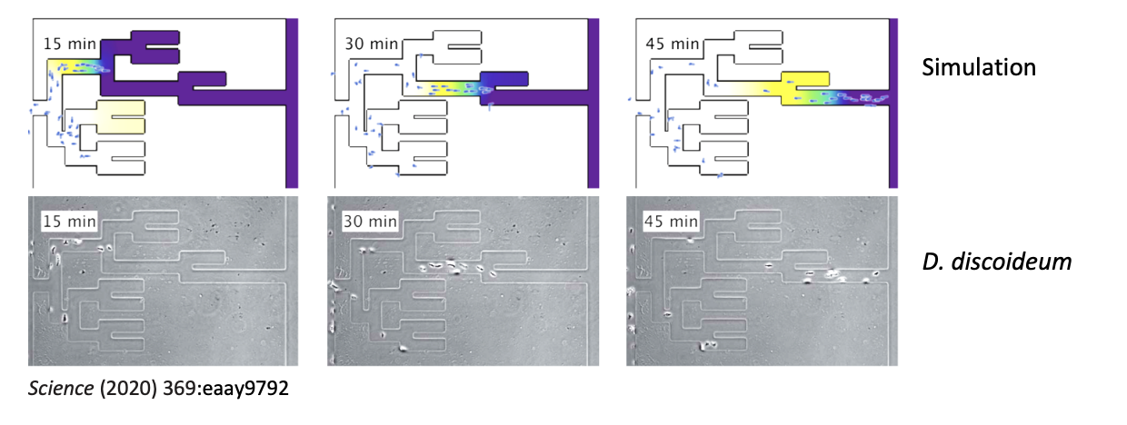 <p><strong>Microfluidic mazes of variable complexity</strong></p><ul><li><p>Dictostelium cells led by cAMP self-generated gradient</p></li><li><p>cancer cells directed by LPA (lysophosphatidic acid)</p></li><li><p>could solve mazes→ sense upcoming junctions, accurately choose live channels over dead ends and identify optimum paths as shown in the figure</p></li></ul><p></p>