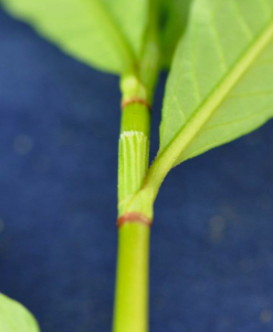 <p>Ladysthumb&nbsp;(Polygonaceae)</p>