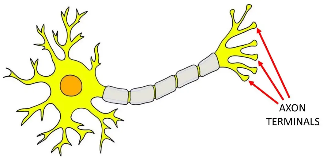 <p>enlarged ends of axonal branches of the neuron, specialized for communication between cells. </p>