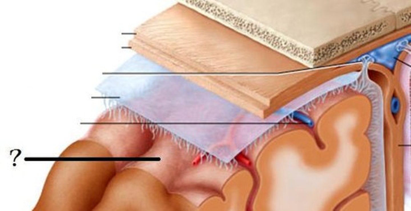 <p>Innermost layer of the meninges</p>