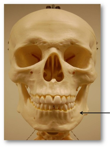 <p>The lower jawbone, which articulates with the temporal bones in the only freely movable joints of the skull</p>