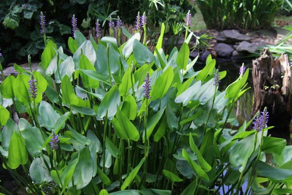 <p><em>Pontederia cordata</em></p>