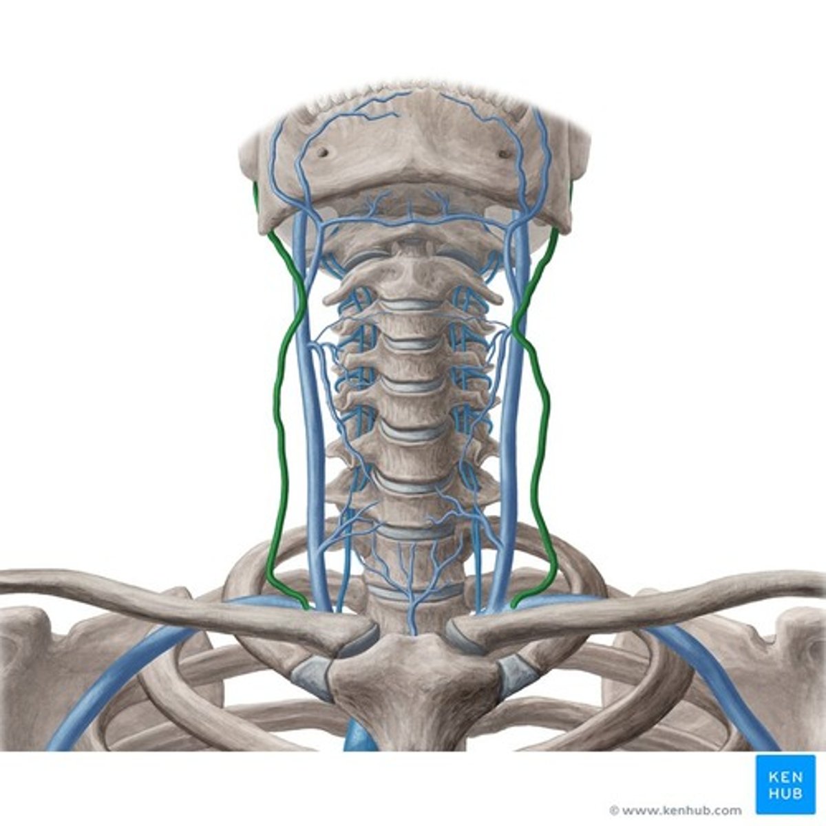 <p>- Dränerar ytliga delar av ansiktet och skalp.</p><p>- Samlar venöst blod från bla. : 1. V. Retromandibularis / 2. V. auricularis posterior / 3. V. occipitalis.</p>