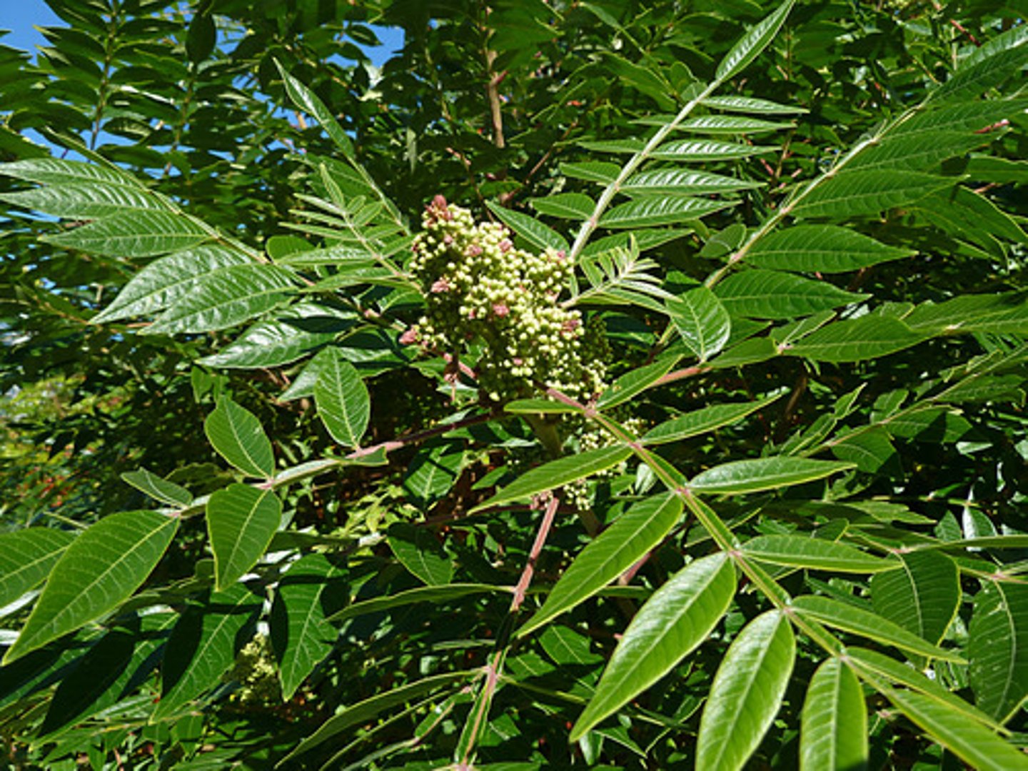 <p>-one long leaf with leaflets</p><p>-red spotting</p><ul><li><p>leaves are on both equal sides</p></li><li><p>fruits dark red in terminal clusteres</p></li></ul><p></p>