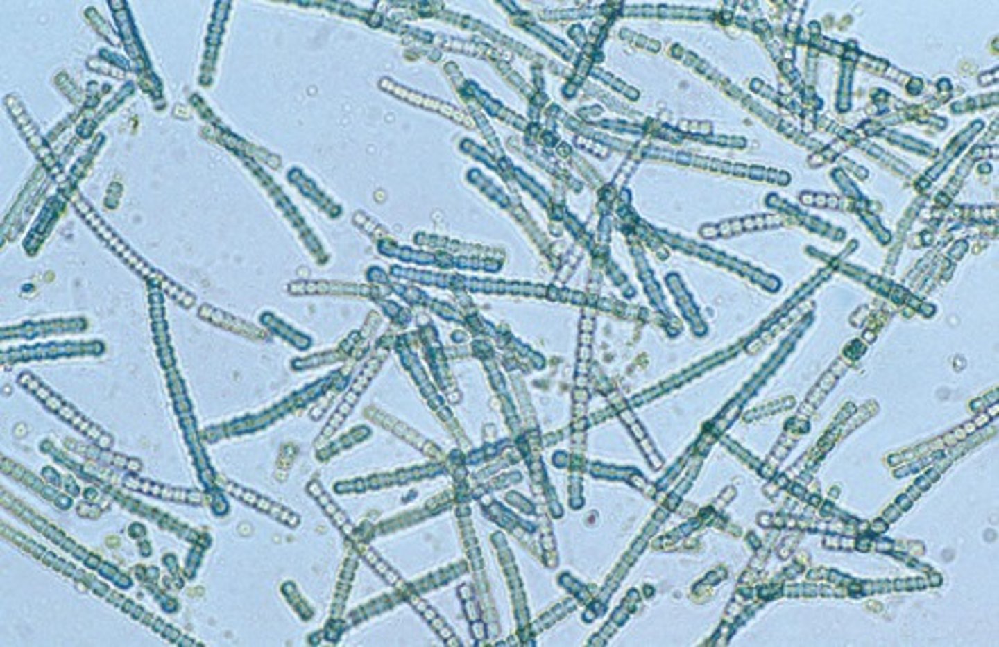<p>Cyanobacteria, responsible for the first oxygenation of the atmosphere - around 2.5 billion years ago.</p>